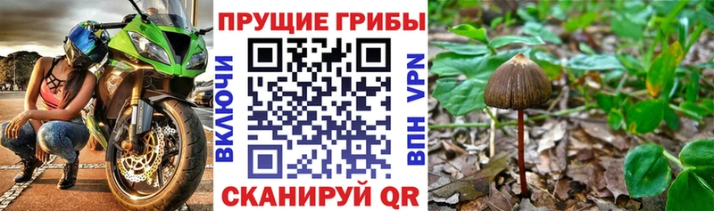 MEGA ONION  Суздаль  Галлюциногенные грибы GOLDEN TEACHER 